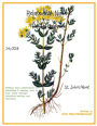 Relate With Nature Herbal Magazine: St. Johns Wort