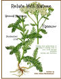 Relate With Nature Herbal Magazine: Yarrow