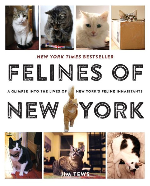 Felines of New York: A Glimpse Into the Lives of New York's Feline Inhabitants