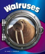 Walruses