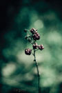 Forgotten (Journal)