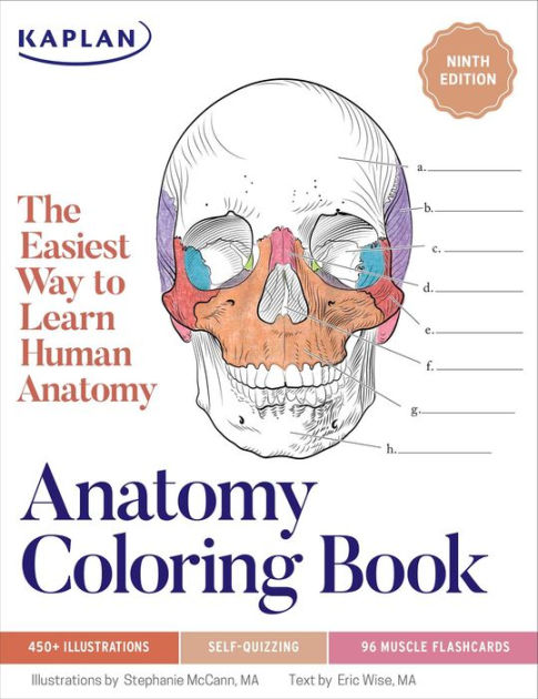 skull anatomy coloring page