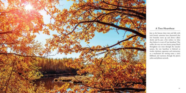 In the Company of Trees: Honoring Our Connection to the Sacred Power, Beauty, and Wisdom of Trees