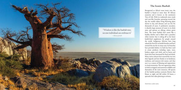 In the Company of Trees: Honoring Our Connection to the Sacred Power, Beauty, and Wisdom of Trees