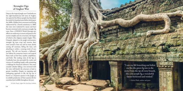 In the Company of Trees: Honoring Our Connection to the Sacred Power, Beauty, and Wisdom of Trees