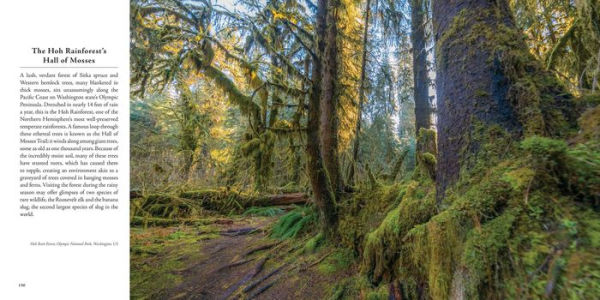 In the Company of Trees: Honoring Our Connection to the Sacred Power, Beauty, and Wisdom of Trees