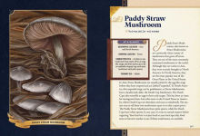 Alternative view 13 of The Little Book of Mushrooms: An Illustrated Guide to the Extraordinary Power of Mushrooms