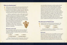 Alternative view 10 of The Little Book of Mushrooms: An Illustrated Guide to the Extraordinary Power of Mushrooms