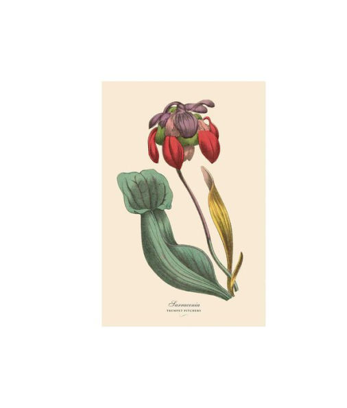 Instant Wall Art Vibrant Botanical Prints: 45 Ready-to-Frame Illustrations for Your Home Décor