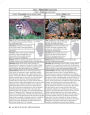 Alternative view 10 of Illinois Wildlife Encyclopedia: An Illustrated Guide to Birds, Fish, Mammals, Reptiles, and Amphibians