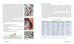 Alternative view 8 of Raising Happy Rabbits: Housing, Feeding, and Care Instructions for Your Rabbit's First Year