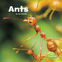 Ants