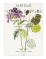 Familiar Garden Flowers: Honesty: Decorative Notebook+Journal (8.5