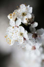 Mind Blowing White Sakura Journal: 100 pages lined journal