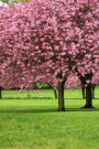 Mind Blowing Cherry Blossom Field Journal: 150 page lined journal