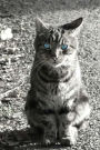 Mind Blowing Blue Eye Kitty JOurnal: 150 page lined journal
