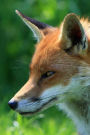 Mind Blowing Fox Journal: 150 page lined joural