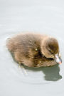 Mind Blowing Cute Duckling Journal: 150 page lined journal