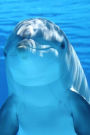 Mind Blowing Dolphin Journal: 150 page lined journal