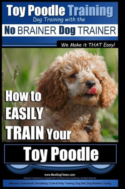 Toy poodle outlet training