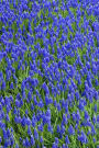 Mind Blowing Blue Bonnet 200 page lined journal: 200 page lined journal