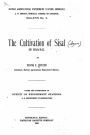 The cultivation of Sisal in Hawaii