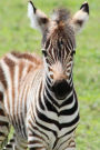 Baby Zebra Journal: 150 page lined notebook/diary