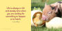 Alternative view 6 of It's the Little Things: The Pocket Pigs' Guide to Living Your Best Life (Inspiration Book, Gift Book, Life Lessons, Mini Pigs)