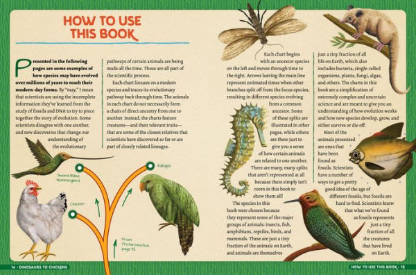 Dinosaurs to Chickens: How Evolution Works