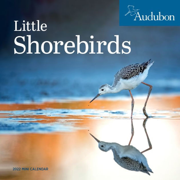 2022 Audubon Little Shorebirds Mini Wall Calendar by National Audubon