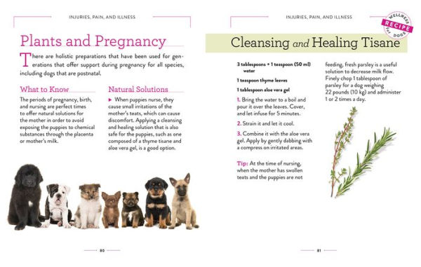 Wellness for Dogs: A Guide for Health, Hygiene, and Happiness