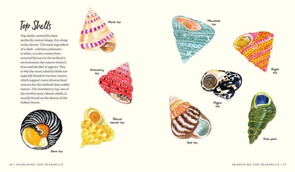 Searching for Seashells: An Artist's Guide to Treasures on the Beach
