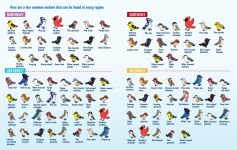 Alternative view 5 of Turn This Book Into a Bird Feeder!: And 19 Other Activities to Explore the Amazing World of Birds