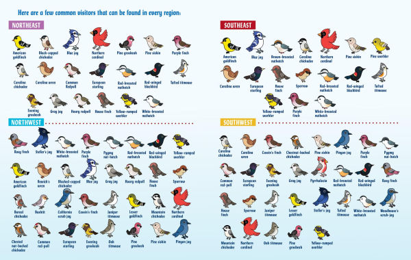 Turn This Book Into a Bird Feeder!: And 19 Other Activities to Explore the Amazing World of Birds