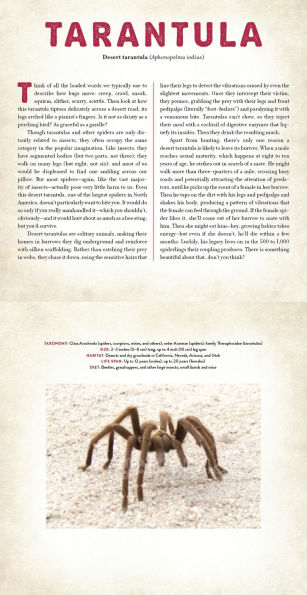 Bugs: A Photicular Book