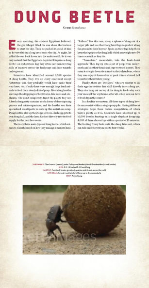 Bugs: A Photicular Book