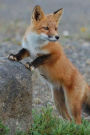 MindBlowing Cut Animal Fox Journal 20: 150 page llined journal