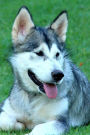 The Alaskan Malamute Dog Journal: 150 page lined notebook/diary