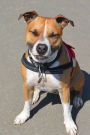 The American Staffordshire Terrier Dog Journal: 150 page lined notebook/diary