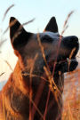 The Australian Cattle Dog Journal: 150 page notebook/diary