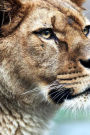 MindBlowing Cute Big Cats Journal 17: 150 page lined wild cat journal