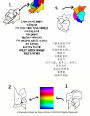 Learn colors names in English for people who speak CHINESE coloring book fun Shapes multiple exercises for children, adults, elderly Art Therapy Blue Red Yellow VIOLET GREEN ORANGE ROSE & OTHER