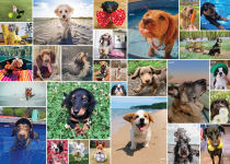 Alternative view 2 of WeRateDogs 1000 Piece Jigsaw Puzzle: They're All Good Dogs