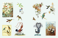 Alternative view 4 of Cabinet of Curiosities II: Over 1,000 Curated Stickers from the Fascinating Collections of the Smithsonian