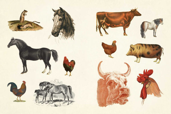 Cabinet of Curiosities II: Over 1,000 Curated Stickers from the Fascinating Collections of the Smithsonian