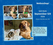 Alternative view 2 of 2026 WeRateDogs Day-to-Day Calendar