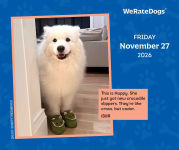 Alternative view 4 of 2026 WeRateDogs Day-to-Day Calendar