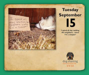 Alternative view 4 of 2026 Dog Shaming Day-to-Day Calendar