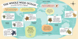 Alternative view 5 of But Where Do Sea Turtles Live?