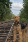 Airedale Terrier September Notebook Airedale Terrier Record, Log, Diary, Special Memories, To Do List, Academic Notepad, Scrapbook & More